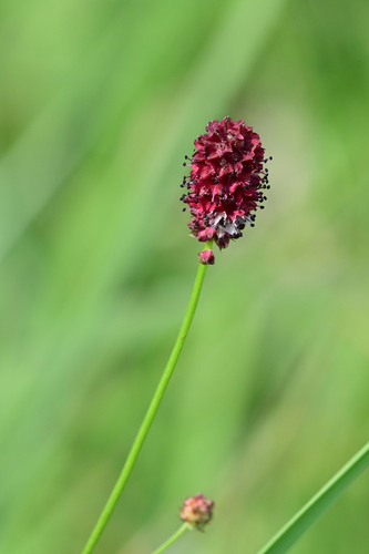 Sanguisorba officinalis