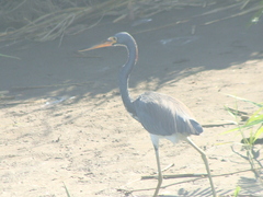 Egretta tricolor