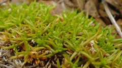 Scleranthus biflorus