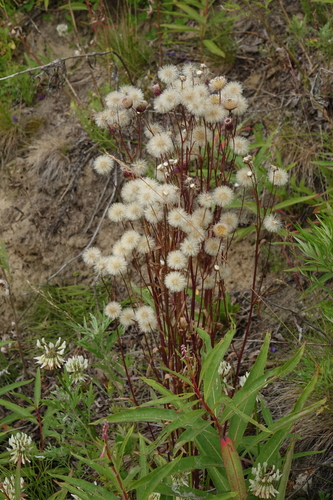 Northern Daisy (Erigeron politus)