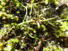 Camissonia contorta