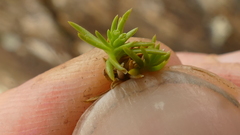 Scleranthus biflorus