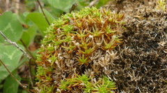 Scleranthus biflorus