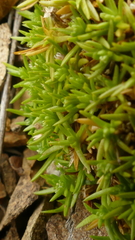 Scleranthus biflorus