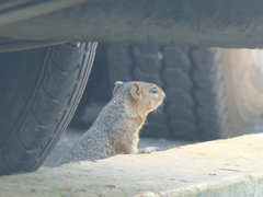 Notocitellus annulatus