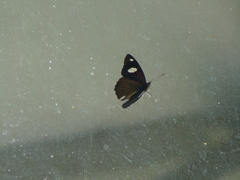 Diaethria bacchis