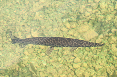 Florida Gar photo 5