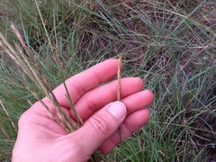 Elionurus tripsacoides