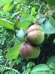 Phyllanthus grandifolius