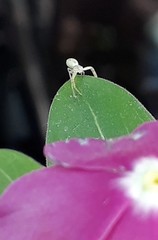 Thomisidae