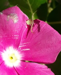 Thomisidae