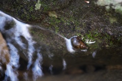 Semisulcospira libertina