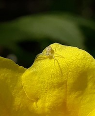 Thomisidae
