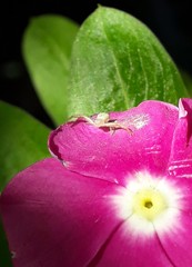 Thomisidae