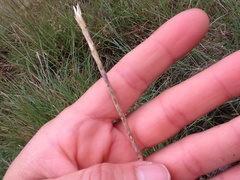 Elionurus tripsacoides