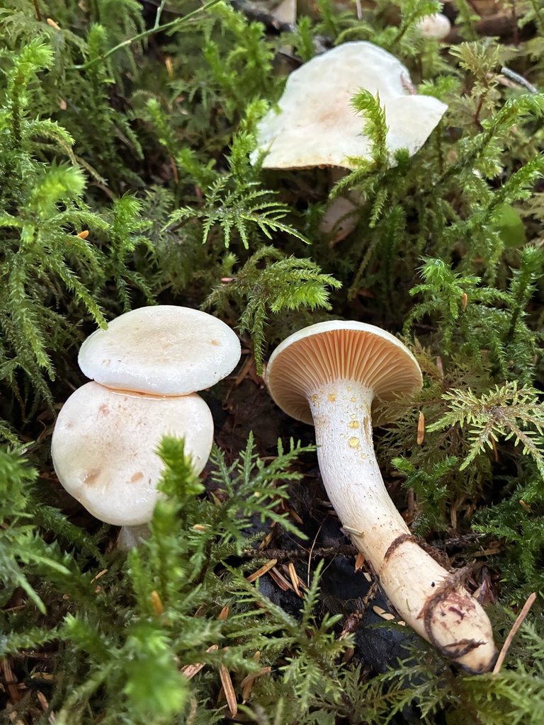 Hygrophorus saxatilis