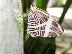 Colobura dirce dirce