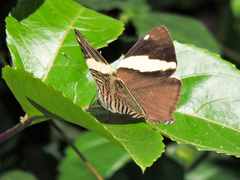 Colobura dirce dirce