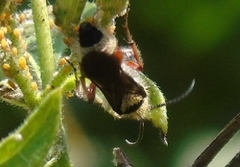 Dasymutilla impressa