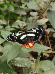 Heliconius atthis