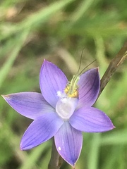 Thelymitra holmesii