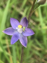 Thelymitra holmesii