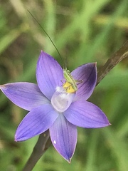 Thelymitra holmesii