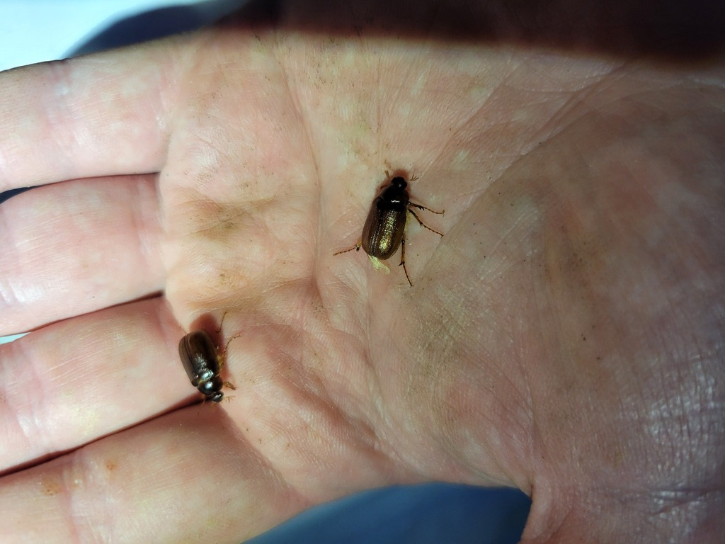 Phyllophaga davisi