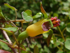 Fuchsia procumbens
