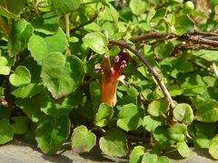 Fuchsia procumbens
