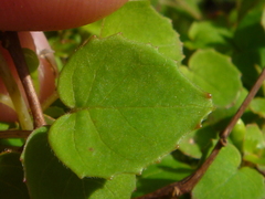 Fuchsia procumbens
