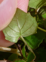 Fuchsia procumbens