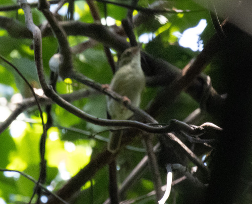 Grey Longbill (Macrosphenus concolor), photo 7