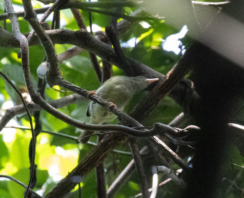 Grey Longbill (Macrosphenus concolor), photo 6