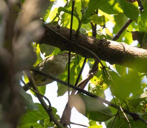 Grey Longbill (Macrosphenus concolor), photo 5
