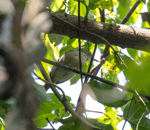 Grey Longbill (Macrosphenus concolor), photo 2
