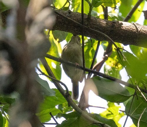 Grey Longbill (Macrosphenus concolor), photo 4