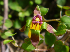 Fuchsia procumbens