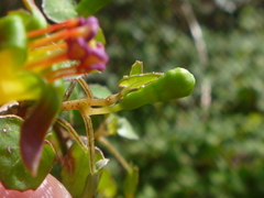 Fuchsia procumbens