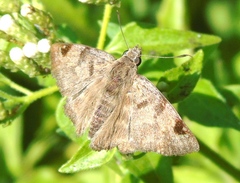 Arteurotia tractipennis