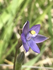 Thelymitra holmesii