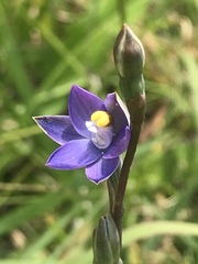 Thelymitra holmesii