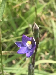 Thelymitra holmesii