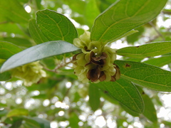Neopringlea integrifolia
