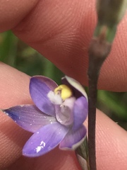 Thelymitra holmesii