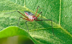 Zelus grassans