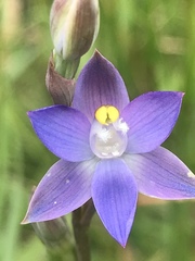 Thelymitra holmesii