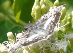 Chiomara georgina georgina