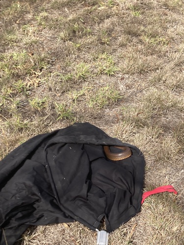 Eastern Brown Snake sighting