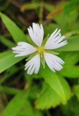 Stellaria radians